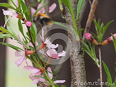 Shrub Almonds blooming with pink flowers. Stock Photo