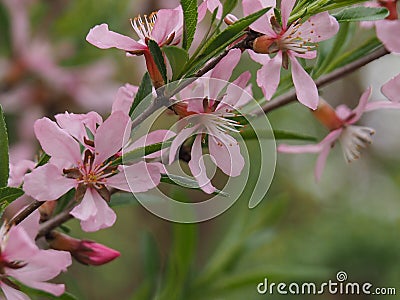 Shrub Almonds blooming with pink flowers. Stock Photo