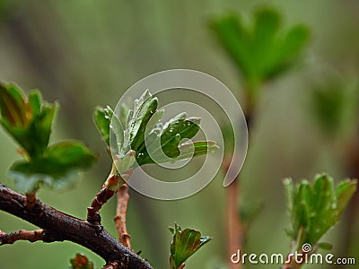 Spring nature vegetation bush black currant rain drops young green buds Stock Photo