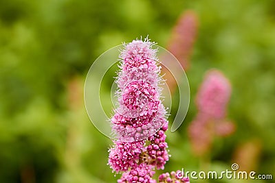 Shrub flower Spiraea billardii summer plant Spirea flowers Stock Photo