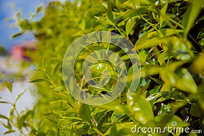 Shrub of Fraser Photinia `little red Robin` with flowers Stock Photo