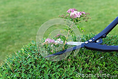 Shrub and hedge trimming . Pruning faded branches spirea garden shears.Garden care concept, neatness, makeovers Stock Photo