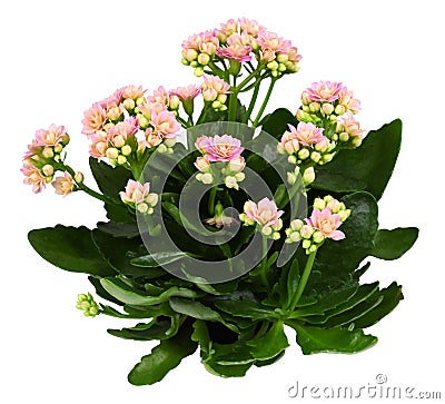 Shrub of kalanchoe flower Stock Photo