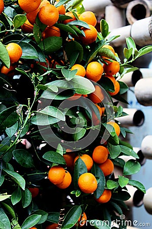 Shrub with mandarins. Stock Photo