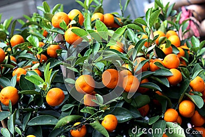 Shrub with mandarins. Stock Photo