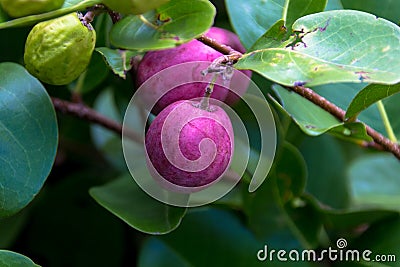 Shrub with prin-d-frans or coco plums Stock Photo