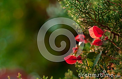 Shrub with red flat flowers Stock Photo