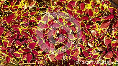 Shrub of red and yellow leaves Stock Photo