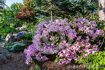 Shrub of Rhododendron filled with fragile pink flowers in full bloom Stock Photo