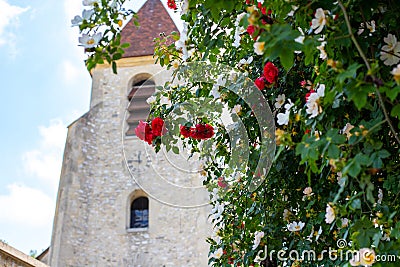 Shrub roses blooming against the background of the chapel. Blurred background of the Gothic church for red roses Stock Photo