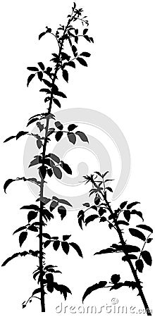 Shrub Silhouette Vector Illustration