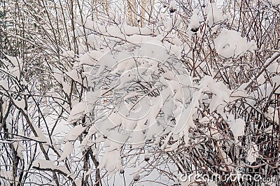 Shrub in the snow against the blue sky in winter. Shining frost on the street near the house. Christmas background. Cold Stock Photo