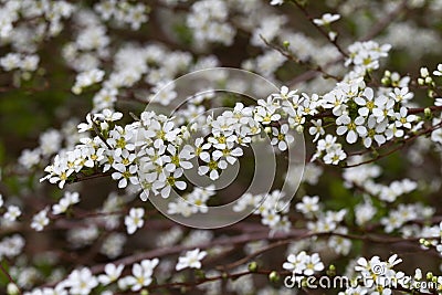 Tiny White Flowers on Shrub - American Plum Stock Photo