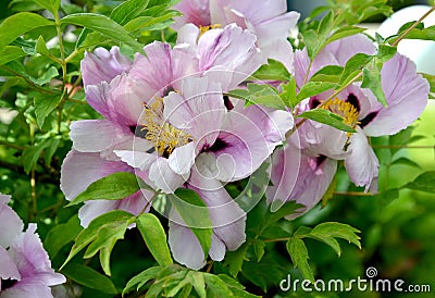 Shrub tree peony flowers Paeonia suffruticosa Stock Photo