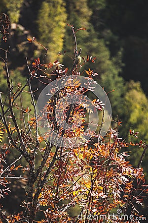 The shrub turned red from autumn in October in the mountains against the backdrop of a mountain slope and forest Stock Photo