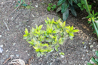 Shrub with unusual green leaves Stock Photo