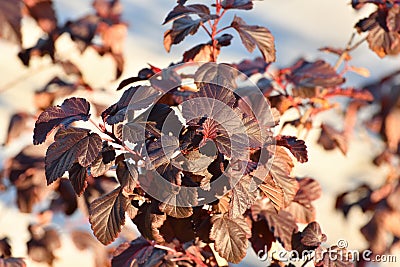 Shrub viburnum leaf, red diablo variety Stock Photo