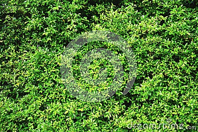 Shrubbery, Green hedges background. Stock Photo