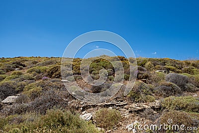 Shrubland background, dry, wild nature at countryside of Tzia, Kea island, Greece Stock Photo