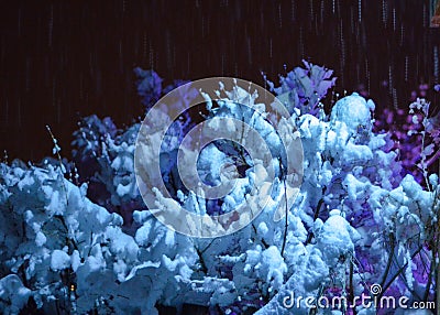 Shrubs and bushes weighed down by thick wet snow glow eerily in the light from Christmas light decorations Stock Photo