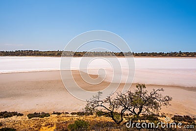 Shrubs growing on shores of salt lake. Stock Photo