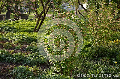 Shrubs Ribes sanguinea nice gentle pink flowers in the flower bed green spring bush shrub park garden Stock Photo