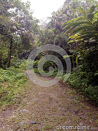 The shrubs of right side path of the jungle Stock Photo