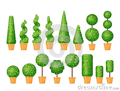 Shrubs topiary in pots. Potted decorative boxwoods. Vector illustration Vector Illustration
