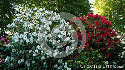 Shrubs with white and red azalea flowers. Stock Photo