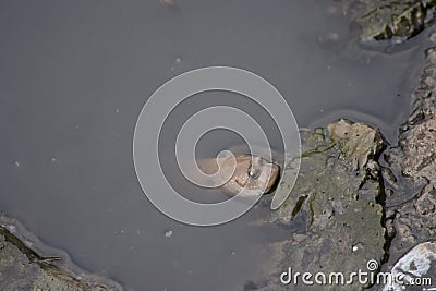 a Shuttles hoppfish at the weland , hong kong Stock Photo