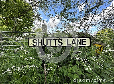 SHUTTS LANE road sign, with wild plants, and flowers near, Norwood Green, Halifax, UK Stock Photo