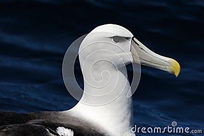 Shy Albatross Stock Photo