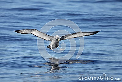 Shy Albatross coming down to land Stock Photo