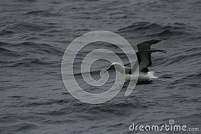 Shy albatross sitting on ocean surface Stock Photo