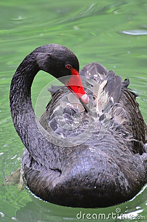 Shy black swan Stock Photo