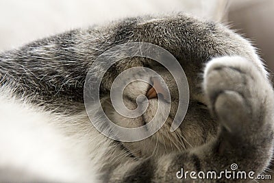 Shy Cat with Paws over Face Stock Photo