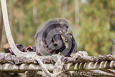Shy chimpazee and bay the safari park Stock Photo