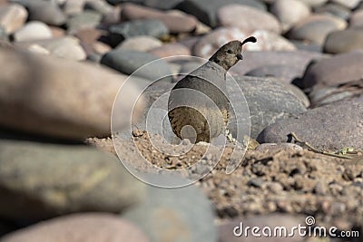 Shy, demure female Gambelâ€™s Quail on edge of river of rocks Stock Photo