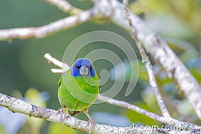 Blue-faced Parrot Finch in Queensland Australia Stock Photo