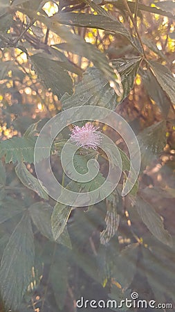 shy princess flowers bloom in the morning hiding behind the leaves Stock Photo