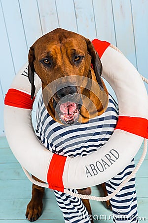 Shy Rhodesian Ridgeback dog-sailor with lifebuoy around neck Stock Photo