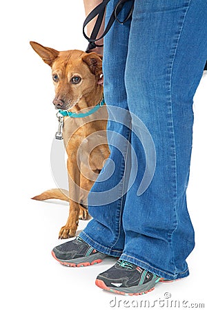 Shy Rescue Dog Hiding Behind Person Stock Photo