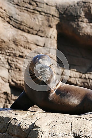 Shy Sea Lion Stock Photo