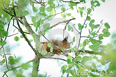 Shy squirrel on a tree branch Stock Photo