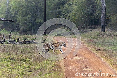 Shy Tigress Crossing the road at Tadoba Tiger reserve Maharashtra,India Stock Photo