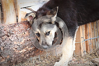 A shy unsure puppy hides to the side of a fence Stock Photo