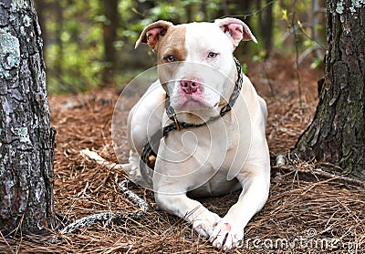 Shy white and tan female Pitbull Terrier mix dog with pink nose laying down outside Stock Photo