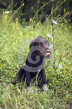Shy Young puppy of Bohemian wire-haired Pointing griffon licks his mouth Stock Photo