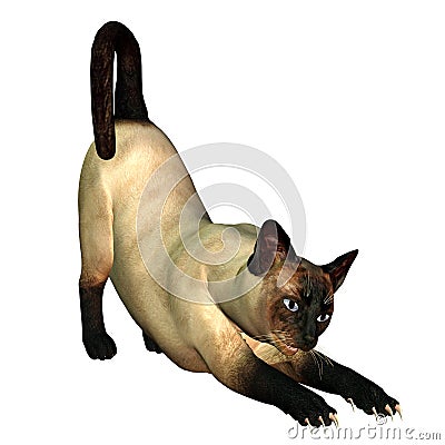 Siam Cat Cartoon Illustration