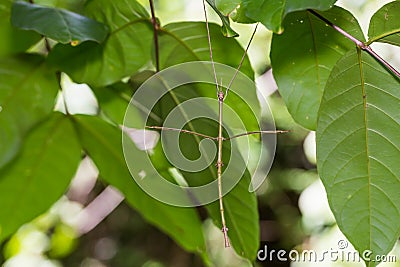 Siam giant stick insect Tirachoidea siamensis Stock Photo